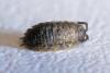 Porcellio scaber